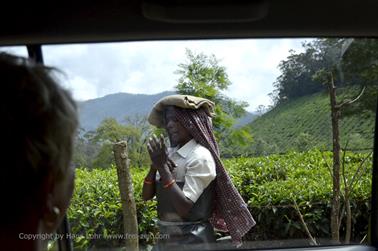 Munnar, Tea Plantations_DSC5894_H600